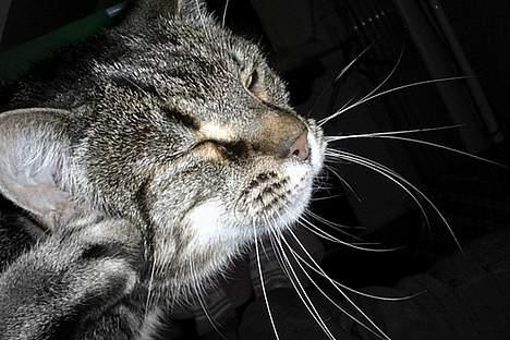 Blanding af racer Missemor billede 7