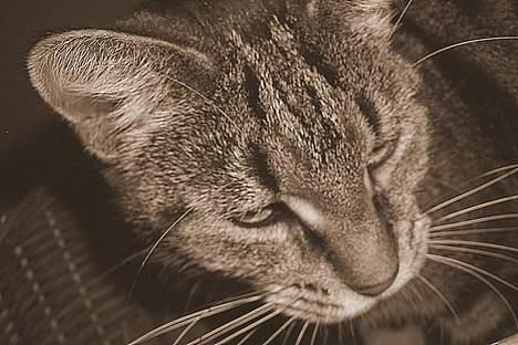 Blanding af racer Missemor billede 8