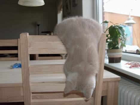 British Shorthair Noah - Jeg elsker at hænge på stoleryggen og lege med min hale... billede 8