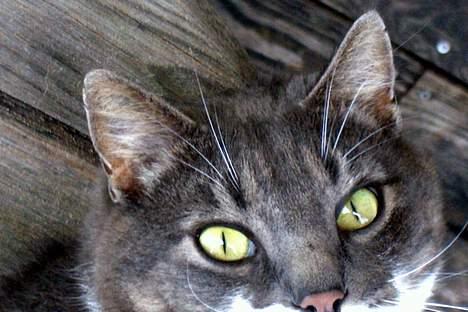 Blanding af racer Snoopi billede 1