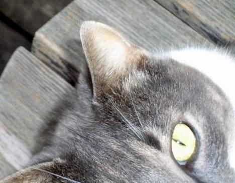 Blanding af racer Snoopi billede 2