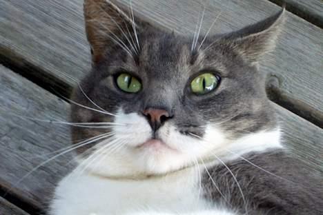 Blanding af racer Snoopi billede 3