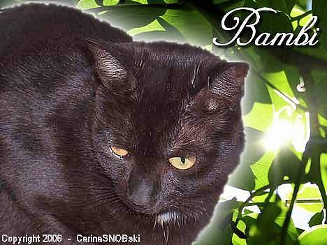 Huskat BAMBI R.I.P savner dig billede 3