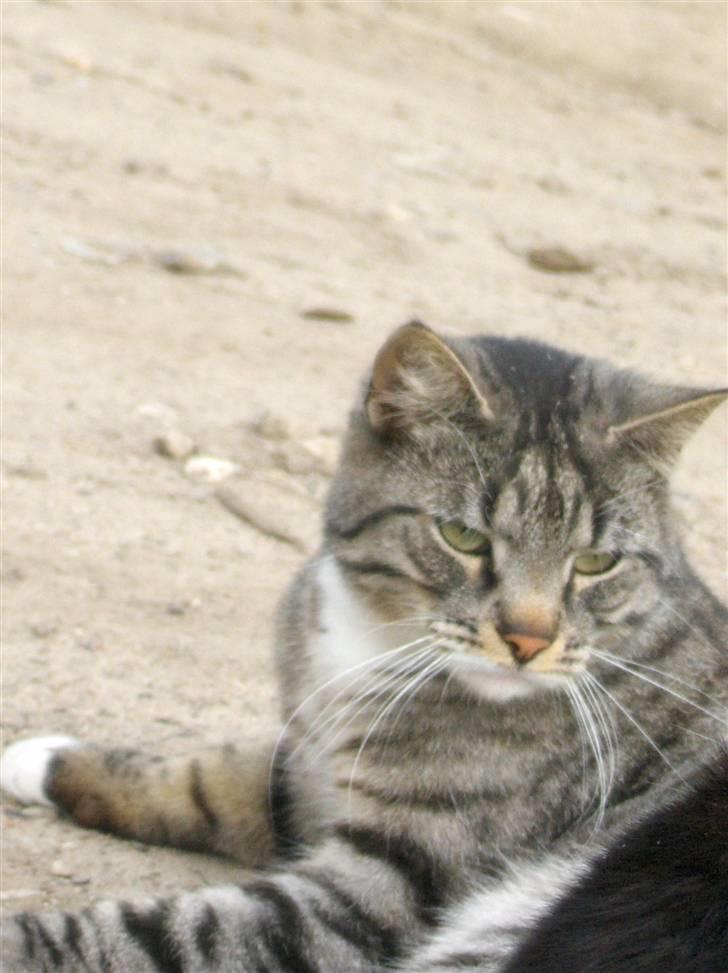 Blanding af racer Anna billede 1