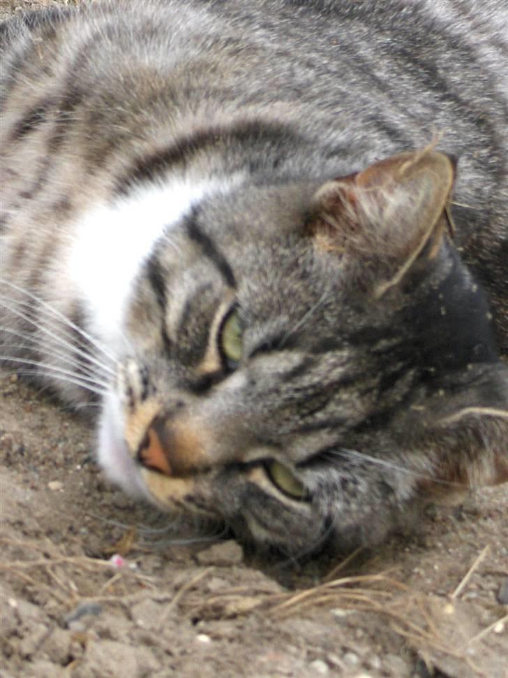 Blanding af racer Anna billede 2