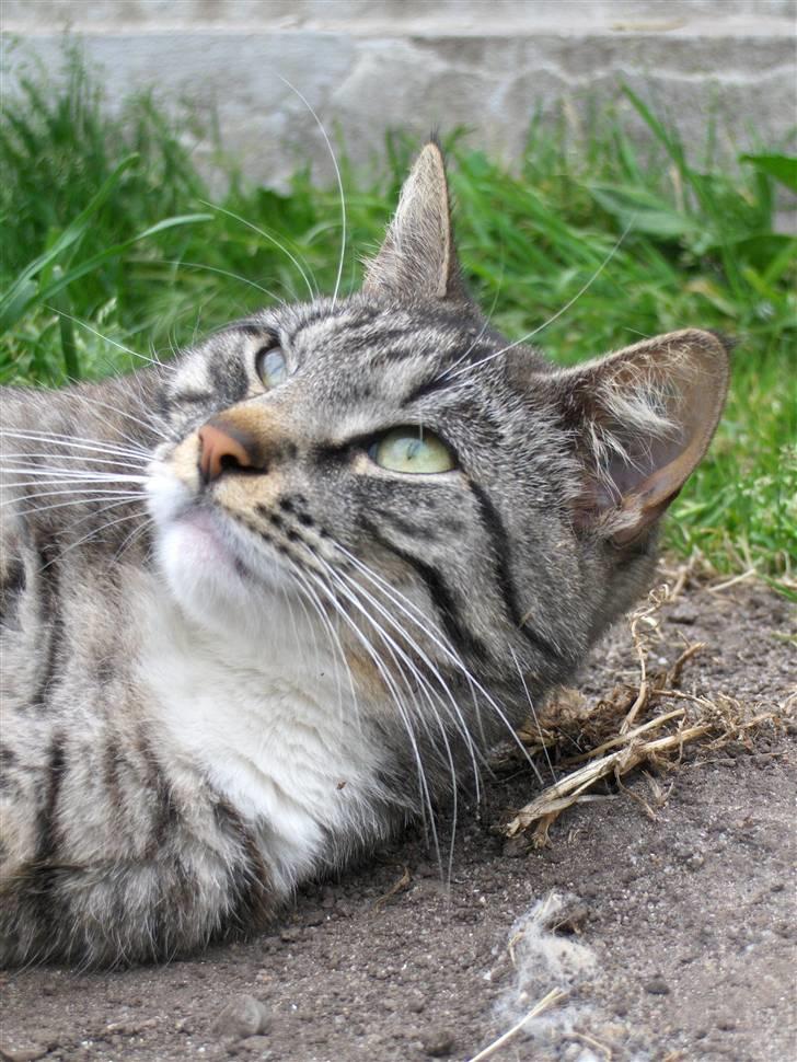 Blanding af racer Anna billede 3