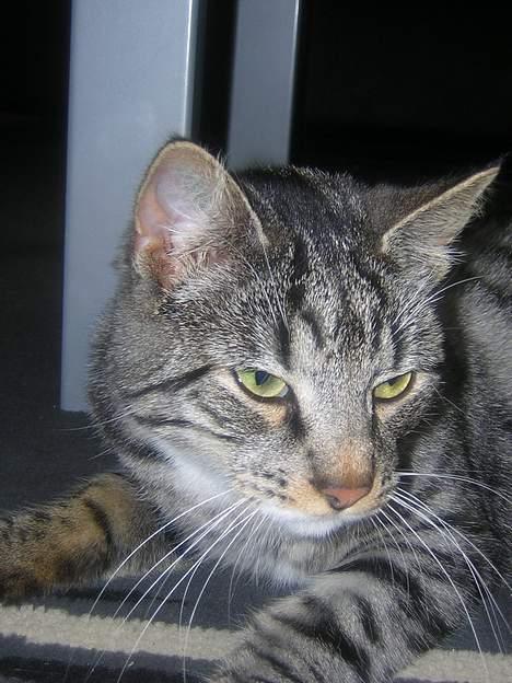 Blanding af racer Anna billede 4