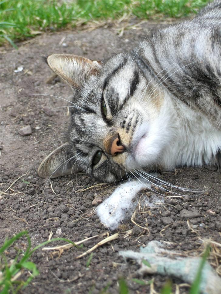 Blanding af racer Anna billede 5