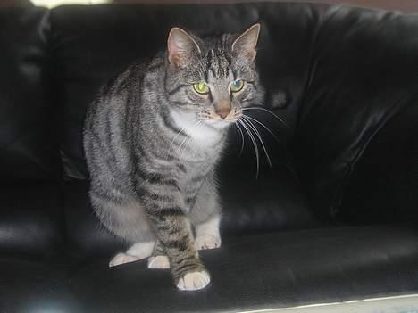 Blanding af racer Anna billede 6