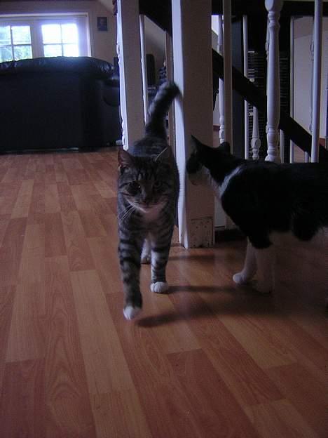 Blanding af racer Anna billede 7