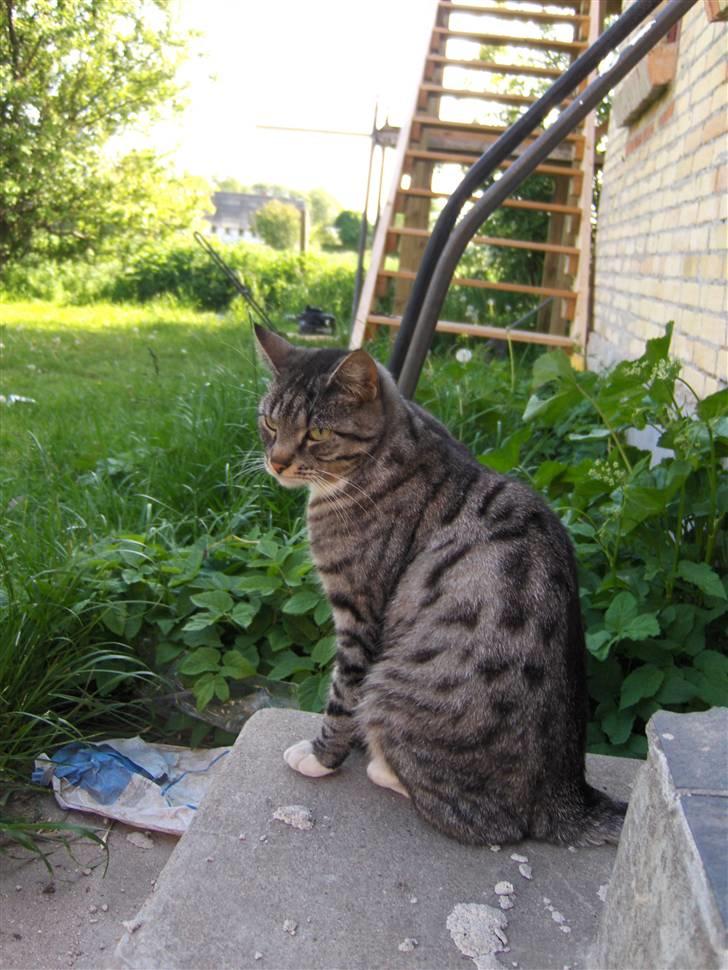 Blanding af racer Anna billede 8