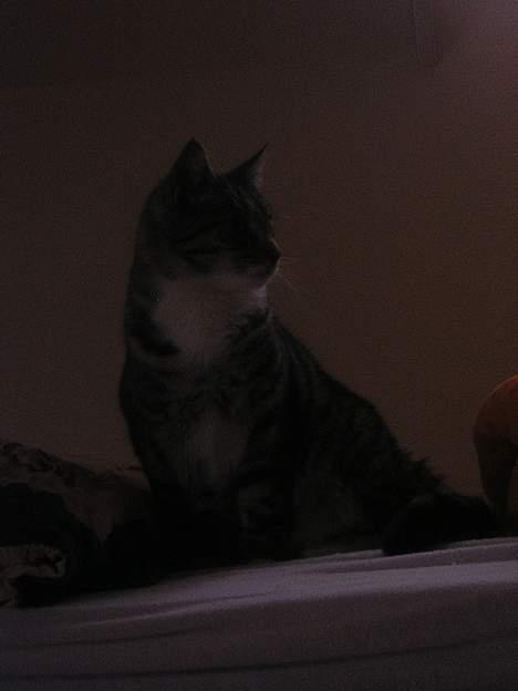 Blanding af racer Anna billede 9