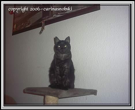 Huskat MISSEPIGE R.I.P <3<3<3 billede 4