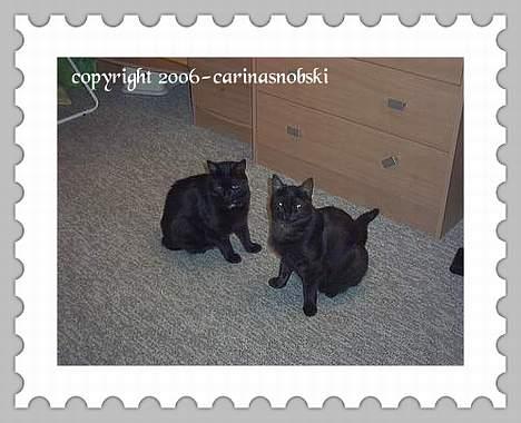 Huskat MISSEPIGE R.I.P <3<3<3 billede 5