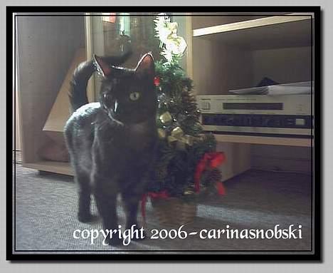 Huskat MISSEPIGE R.I.P <3<3<3 billede 7