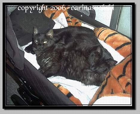 Huskat MISSEPIGE R.I.P <3<3<3 billede 8