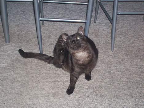 Huskat MISSEPIGE R.I.P <3<3<3 billede 10