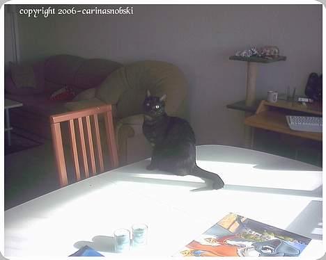 Huskat MISSEPIGE R.I.P <3<3<3 billede 11