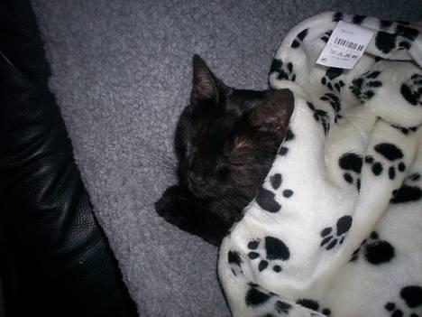 Huskat MISSEPIGE R.I.P <3<3<3 billede 12