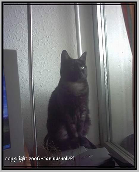 Huskat MISSEPIGE R.I.P <3<3<3 billede 15