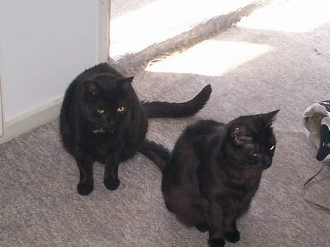 Huskat MISSEPIGE R.I.P <3<3<3 billede 16