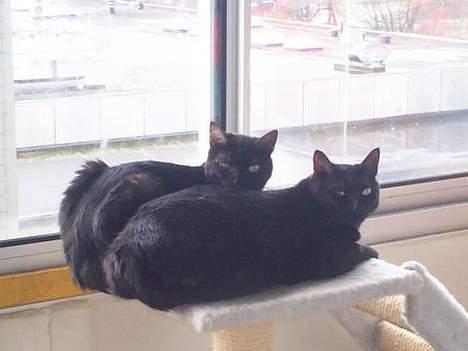 Huskat MISSEPIGE R.I.P <3<3<3 billede 17