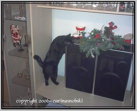 Huskat MISSEPIGE R.I.P <3<3<3 billede 18