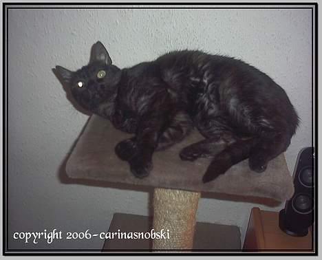 Huskat MISSEPIGE R.I.P <3<3<3 billede 19