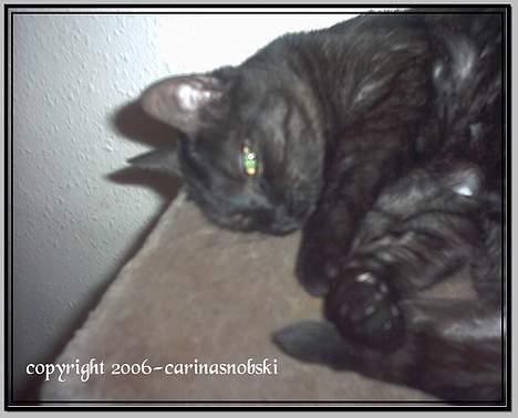 Huskat MISSEPIGE R.I.P <3<3<3 billede 20