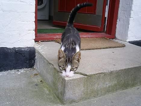 Huskat Eigil billede 11