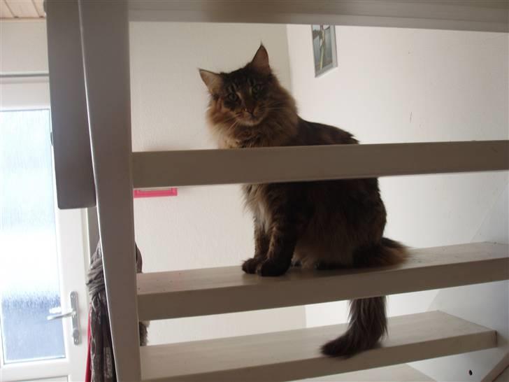 Norsk Skovkat Aimee billede 8