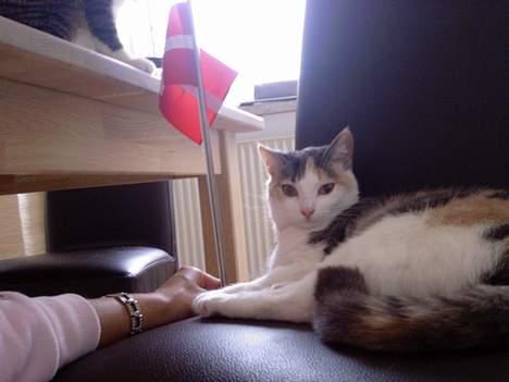 Huskat Mille - Jubii... fødselsdag... denne gang er det Mille som skal fejres... 1år.. =) billede 18