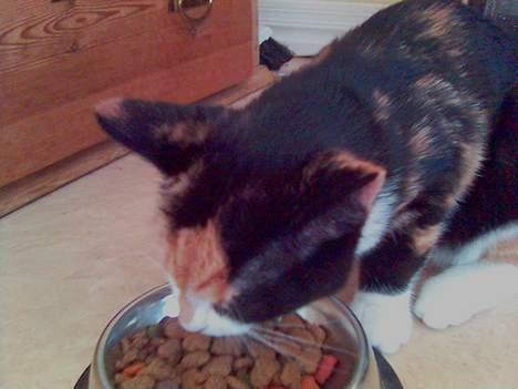 Blanding af racer Pjok - "Umm maden er god" billede 1