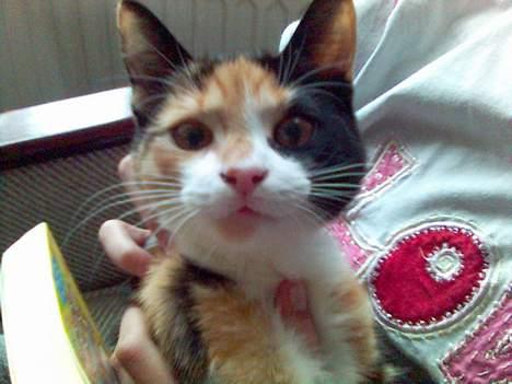 Blanding af racer Pjok - Heej heeej billede 2