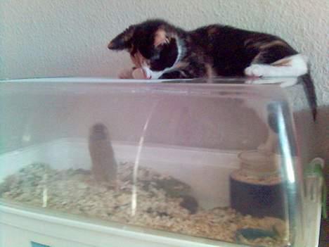 Blanding af racer Pjok - Hvad er det for nogen mus? billede 3