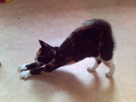 Blanding af racer Pjok - Ahhhh ! Livet er skønt! billede 4