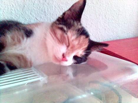 Blanding af racer Pjok - Gå vææk! Jeg vil sove billede 5