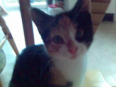 Blanding af racer Pjok - Øhhh???? Hejsa? billede 7