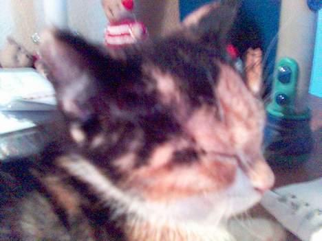 Blanding af racer Pjok - *snork* billede 8