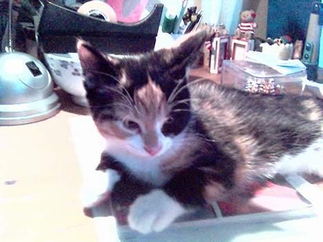 Blanding af racer Pjok - Smukke miig! billede 9