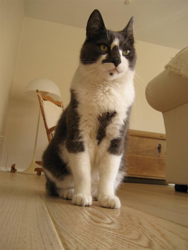 Huskat Simba billede 16