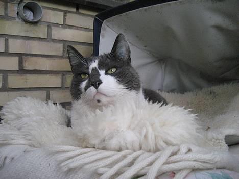 Huskat Simba - Simba sidder i barnevogn<33 billede 17