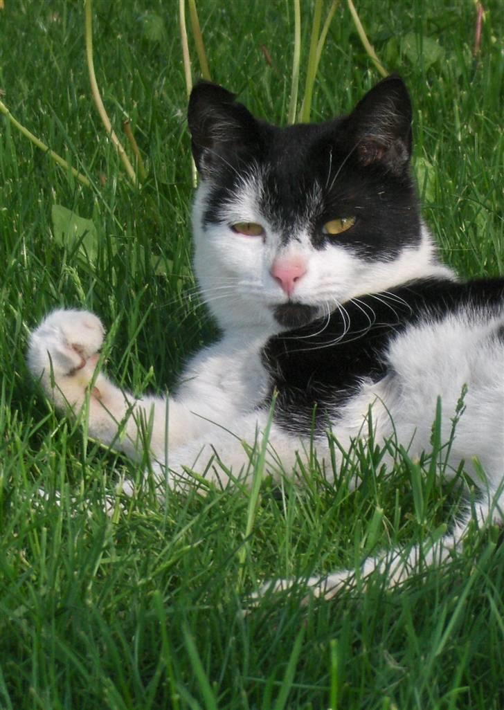 Blanding af racer lotte billede 2