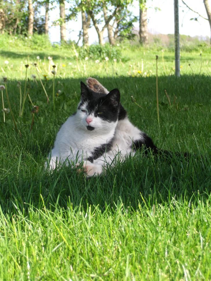 Blanding af racer lotte billede 3