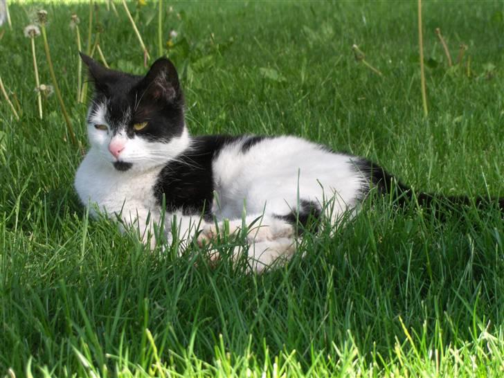 Blanding af racer lotte billede 4