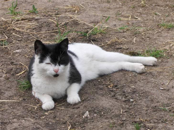 Blanding af racer lotte billede 5