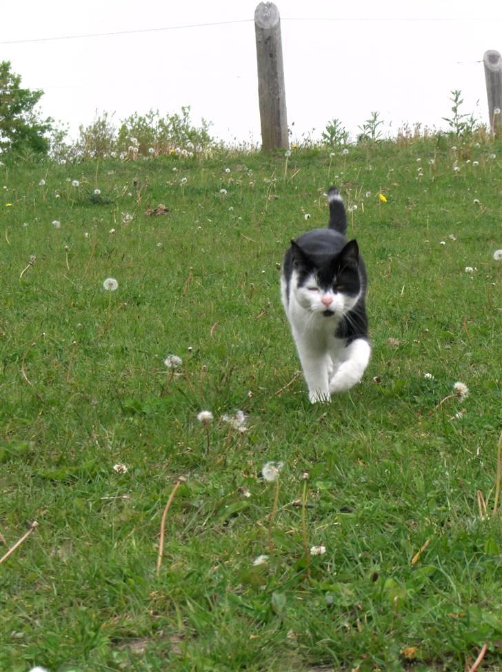 Blanding af racer lotte billede 7