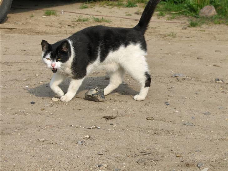 Blanding af racer lotte billede 8