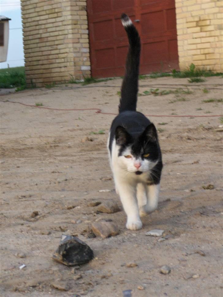 Blanding af racer lotte billede 9