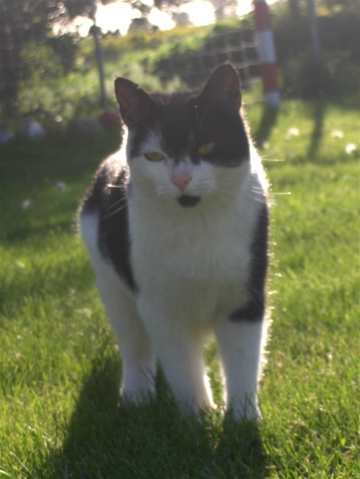 Blanding af racer lotte billede 10